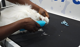Mobile Pet Nail Filing: Safe, On-the-Go Care for Your Pet