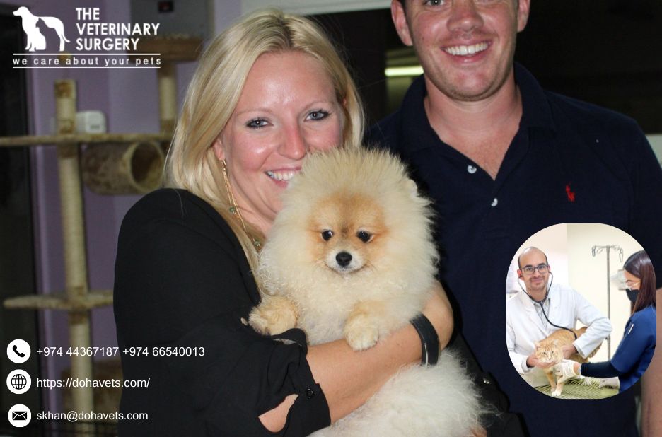 Pet Relocation Services Qatar | Dohavets.com Pet Relocation Services Qatar | Dohavets.com