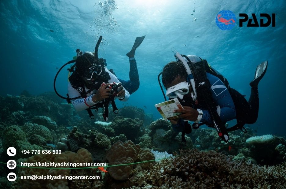 Diving In Srilanka | Kalpitiyadivingcenter.com