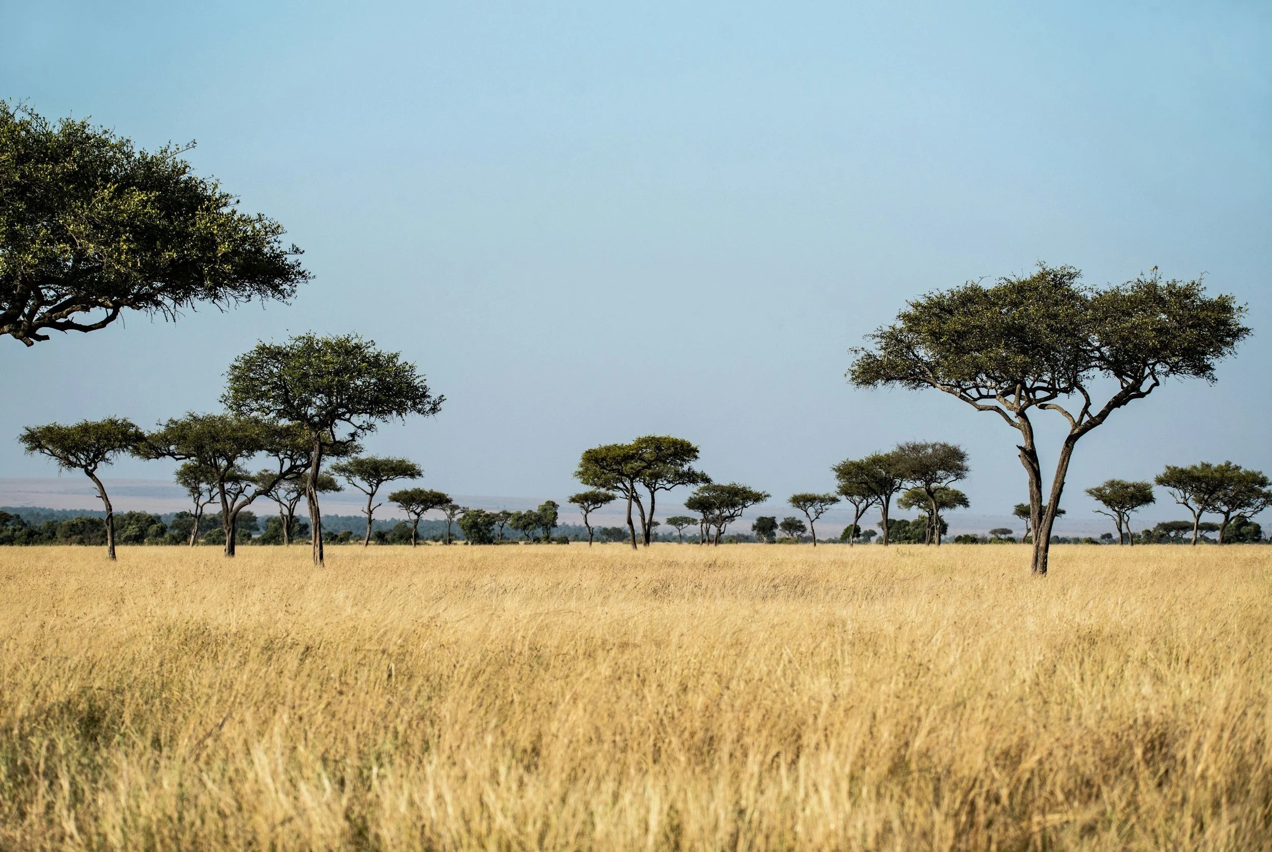 Unforgettable African Safari Tours From USA