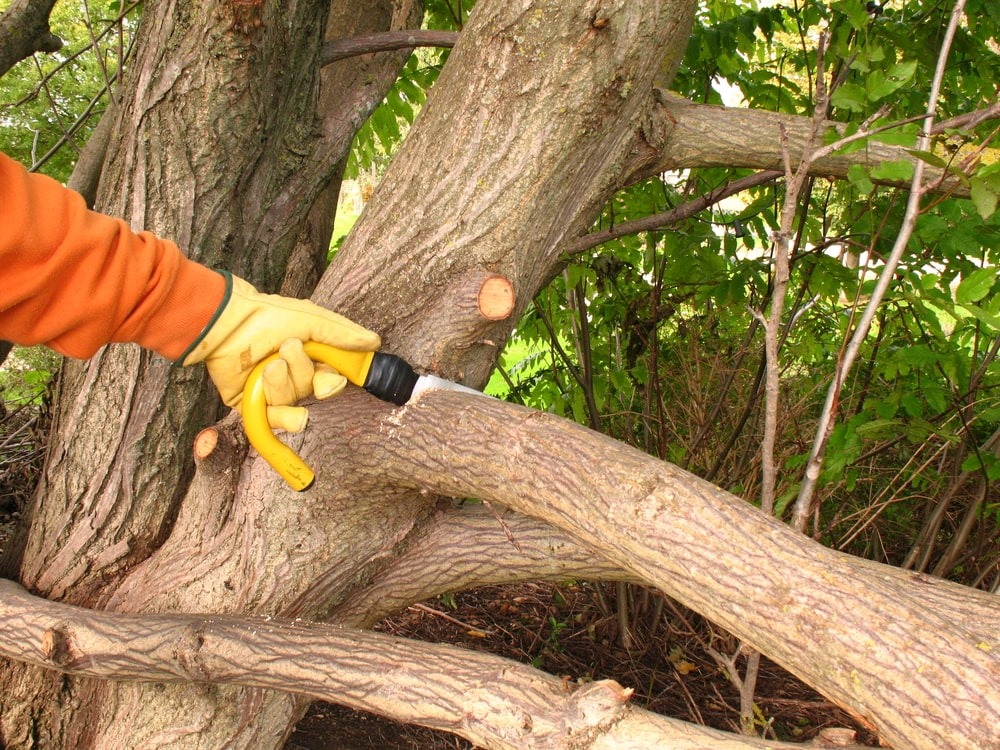 Expert Tree Care in Elk Grove — Trim, Shape, and Protect Your Trees