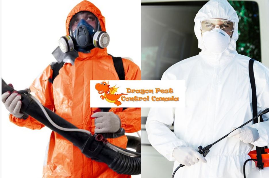 Trusted Flea Infestation Solutions for Homes in Alberta
