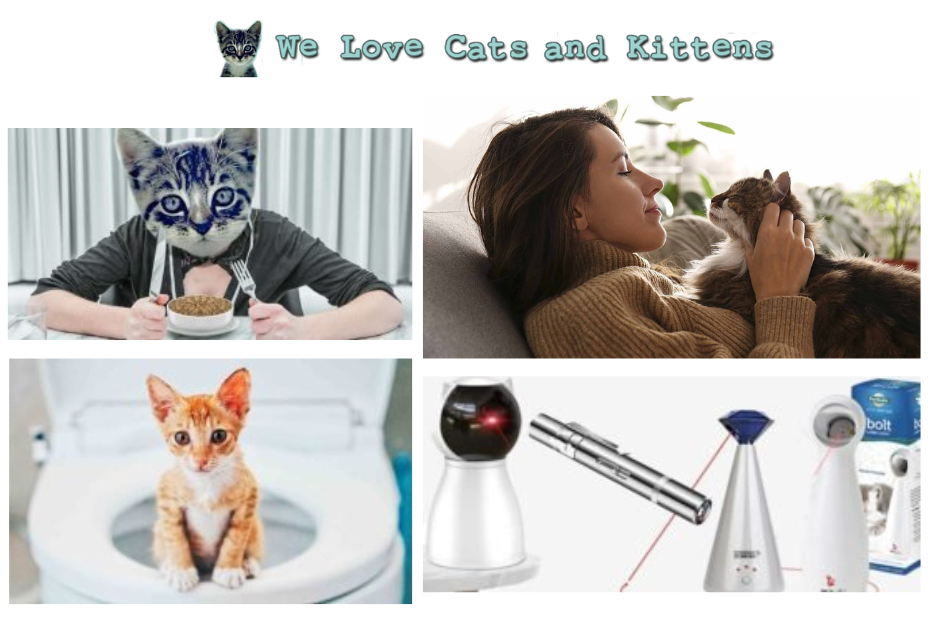 Is Honey Safe for Cats? What Owners Should Know