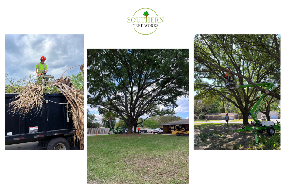 Reliable Tree Services Near Dothan, AL for Safe, Clean Cuts Reliable Tree Services Near Dothan, AL for Safe, Clean Cuts