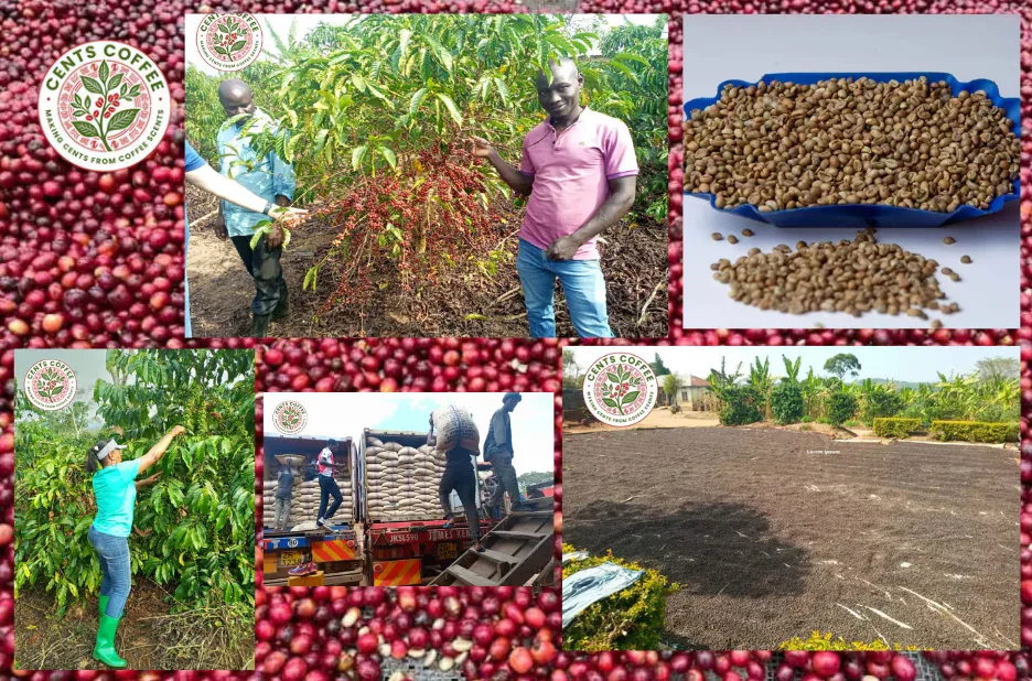 Arabica Coffee Aa Grade | Centscoffee.com