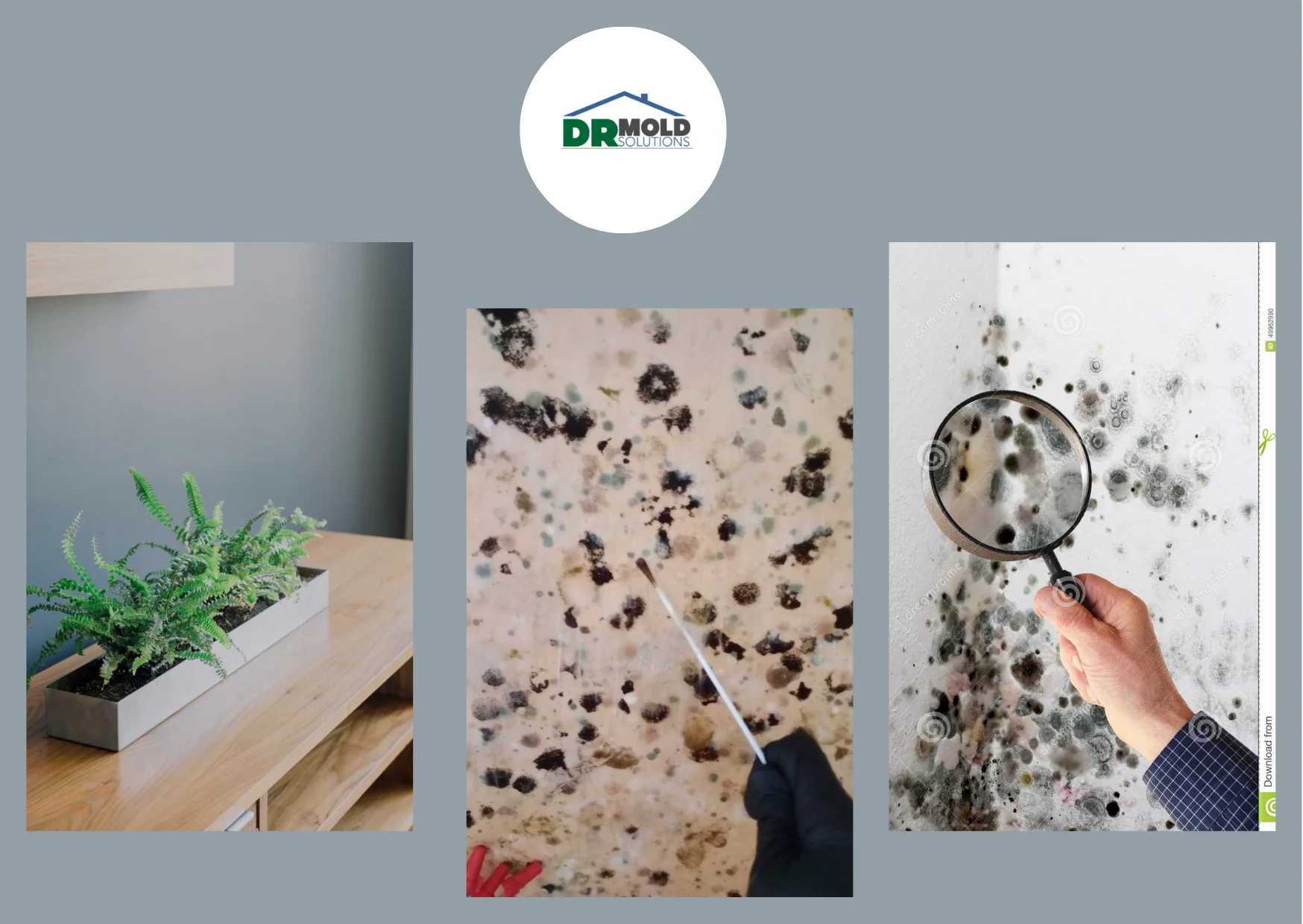 Reliable Indoor Mold Testing Services for Homes and Businesses