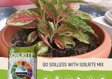 Best Potting Soil for Outdoor Plants | Keltech Energies