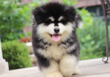 Alaskan Malamute Puppies For Sale In Surat