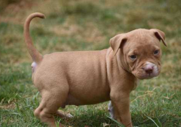 American Bully Puppies For Sale In Surat