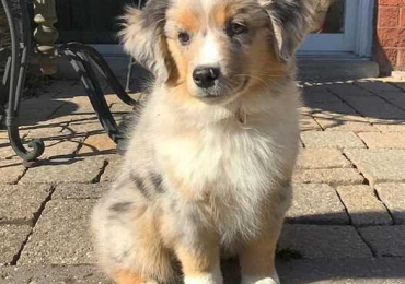 Australian Shepherd Puppies For Sale In Surat