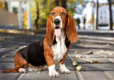 Basset Hound Puppies For Sale In Vadodara