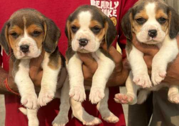 Beagle Puppies in Hyderabad