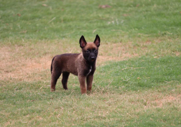 Belgian Malinois Puppies For Sale In Surat