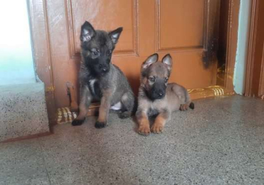 Belgian Malinois Puppies in Bangalore