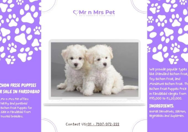 Bichon Frise Puppies For Sale In Faridabad