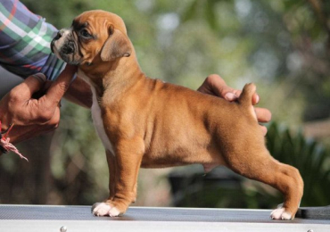 Boxer Puppies in Chennai