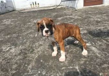 Boxer Puppies For Sale In Surat