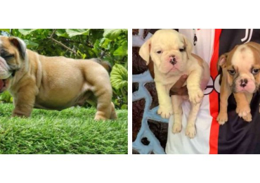 British Bulldog Puppies For Sale In Vadodara