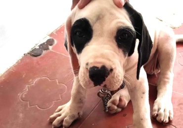 Bully kutta Puppies For Sale In Bhopal