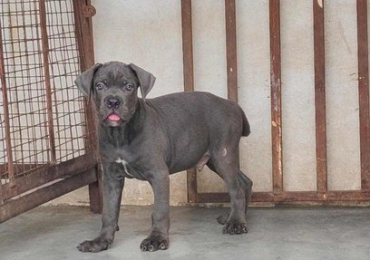 Cane Corso Puppies in Chennai