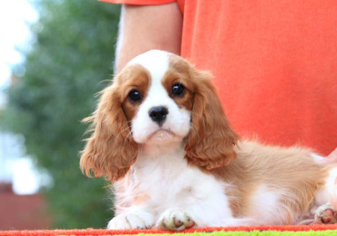 Cavalier King Charles Spaniel Puppies For Sale In Surat