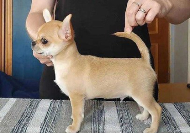Chihuahua Puppies For Sale In Faridabad