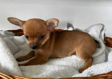Chihuahua Puppies For Sale In Delhi
