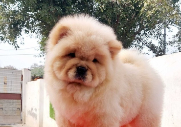 Chow Chow Puppies in Bangalore