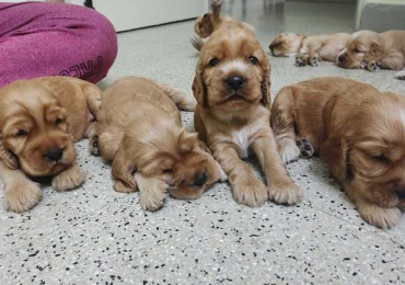 Cocker Spaniel Puppies For Sale In Faridabad