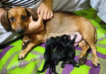 Dachshund Puppies For Sale In Surat