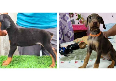 Doberman Pinscher Puppies For Sale In Vadodara