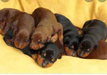 Doberman Puppies in Bangalore