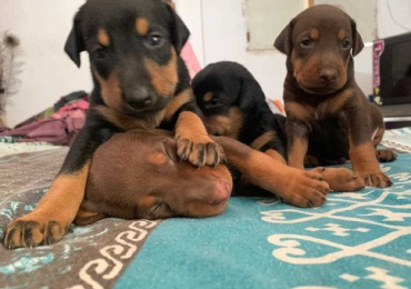 Doberman Puppies For Sale in Bangalore