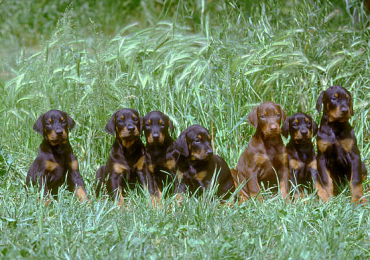 Doberman Pinscher Puppies For Sale In Dehradun
