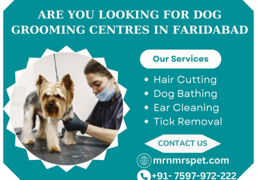 Best Dog Grooming Centres in Faridabad