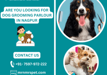 Best Dog Grooming Parlour in Nagpur