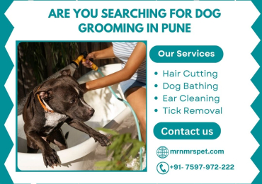 Best Dog Grooming at Home in Pune