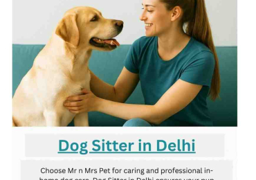 Dog Sitter in Delhi