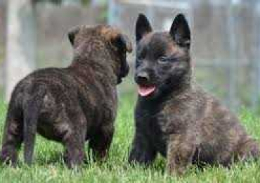 Dutch Shepherd Puppies For Sale in Guwahati