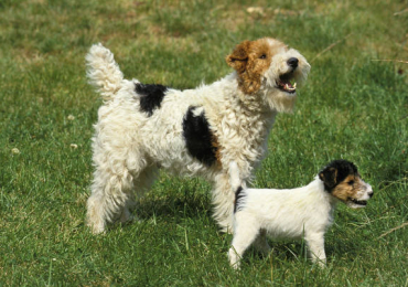 Fox Terrier Wire Puppies For Sale In Bhopal