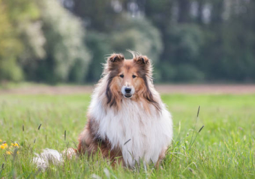 Rough collie Puppies For Sale In Dehradun