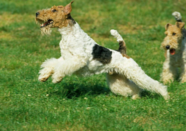 Fox terrier wire Puppies For Sale In Faridabad