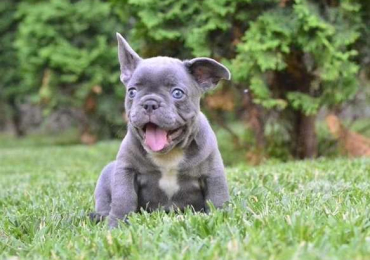 French Bulldog Puppies in Mumbai