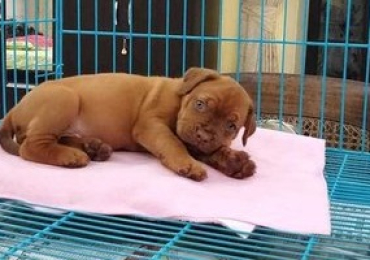 French Mastiff Puppies For Sale In Faridabad