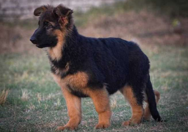 German Shepherd Puppies For Sale In Surat