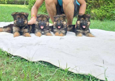 German Shepherd Puppies for Sale in Mumbai