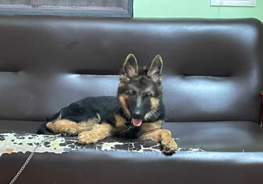 German Shepherd Puppies For Sale In Chennai