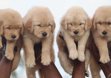 Golden Retriever Puppies for Sale In Delhi