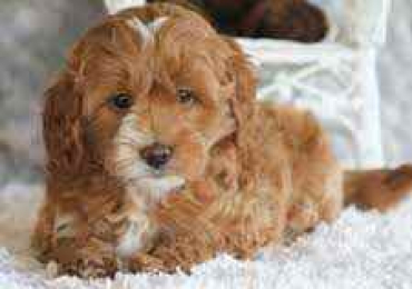 Goldendoodle Puppies For Sale In Surat