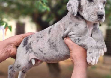 Great Dane Puppies for Sale in Mumbai